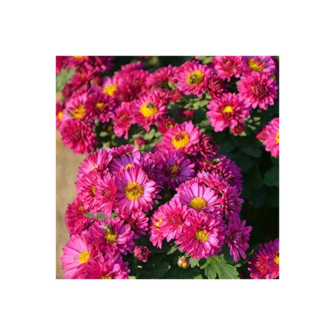 Purple Chrysanthemum Perennial Flower Flower Seeds for Home Garden Planting, Landscape Organic [neera-v5-f09f1ff4841d59527882]