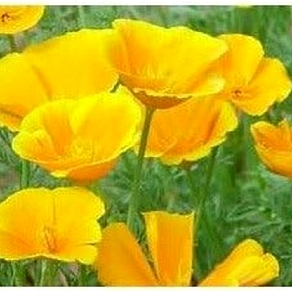 Yellow Eschscholzia Flower Seeds for Planting, Fresh, NON GMO Seeds [neera-v5-f0a5d76114bf52bdc01d]