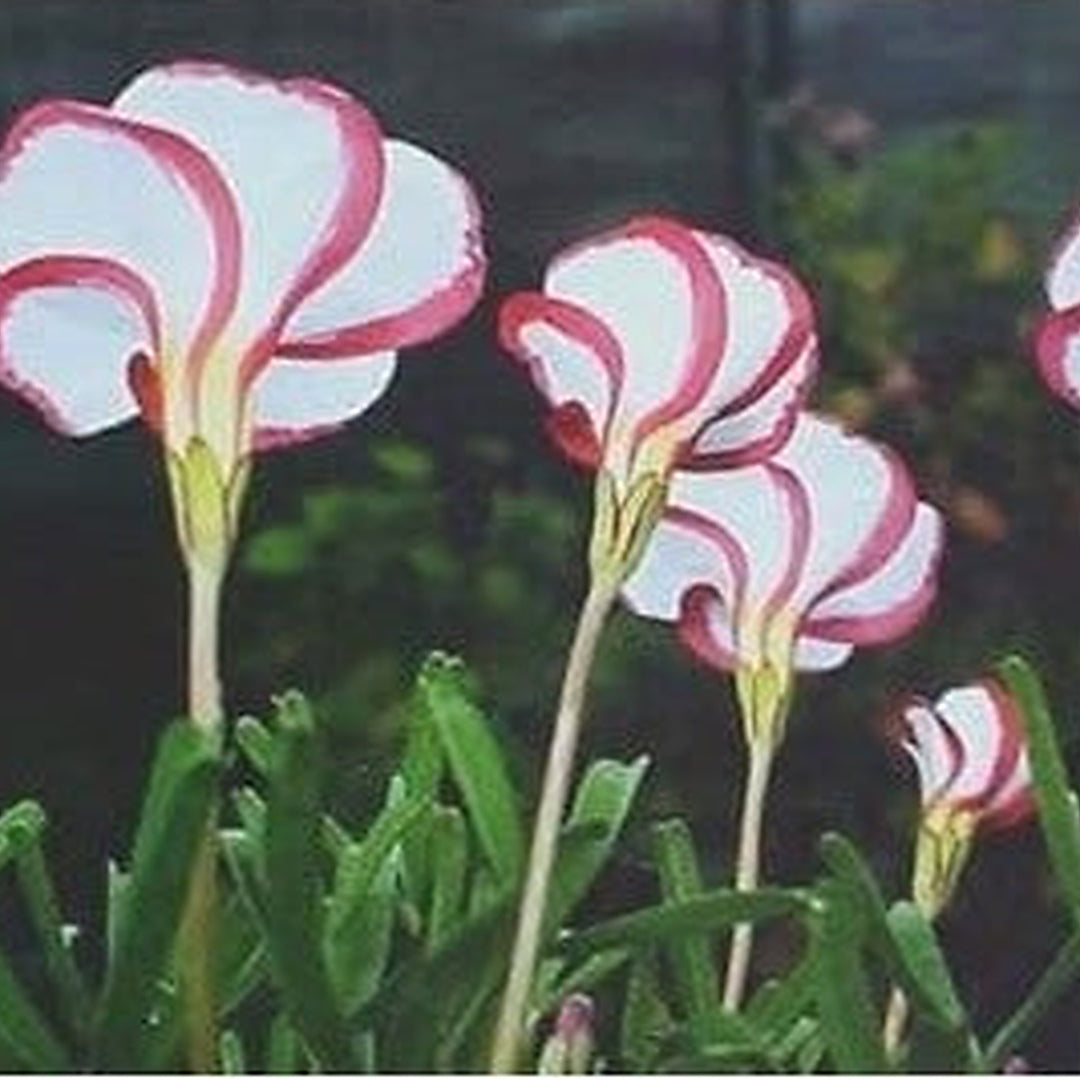 Red White Versicolor Flower Seeds for Planting [neera-v5-f0a7cb15e3de1722c8a5]