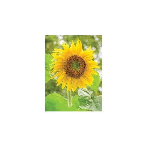 Sunflower Flower Seeds Heirloom Non GMO Planting [neera-v5-f0ac6701f7320d42c016]