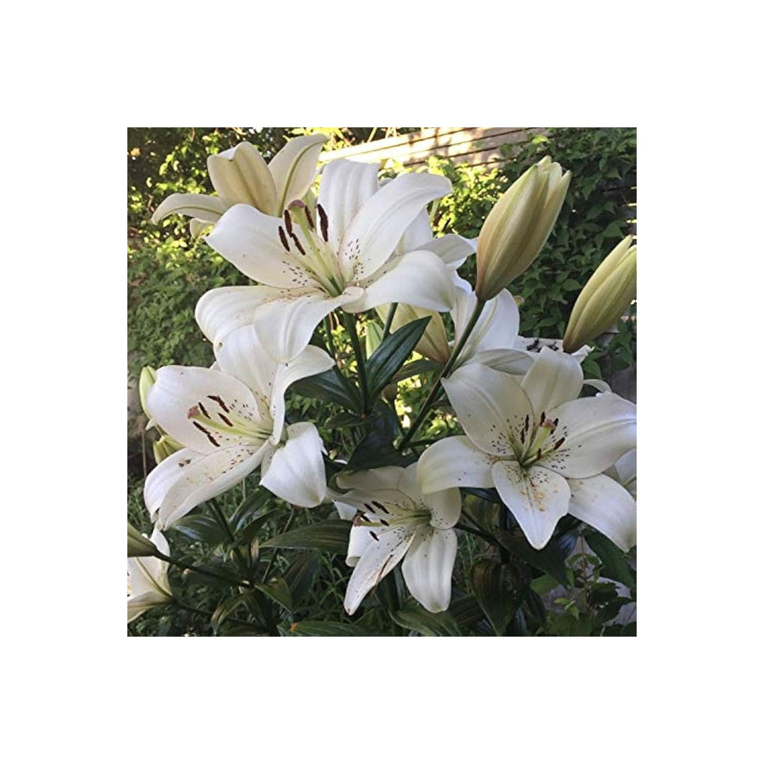 White Velvet Lily Perennial Flower Flower Seeds for Home Garden Planting, Ornamental Organic [neera-v5-f0b65fc61d40d0e38b47]