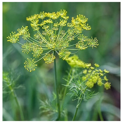 Bouquet Dill Herb Seeds for Planting [neera-v5-f0c18bbff05432d8e145]