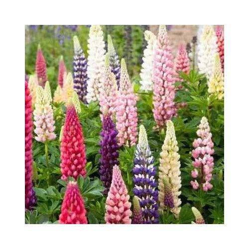 Russell Lupine Planting Non Gmo Store Heirloom Flower Seeds Home Garden Planting, Vibrant [neera-v5-f0c5dbf654c84826eacd]
