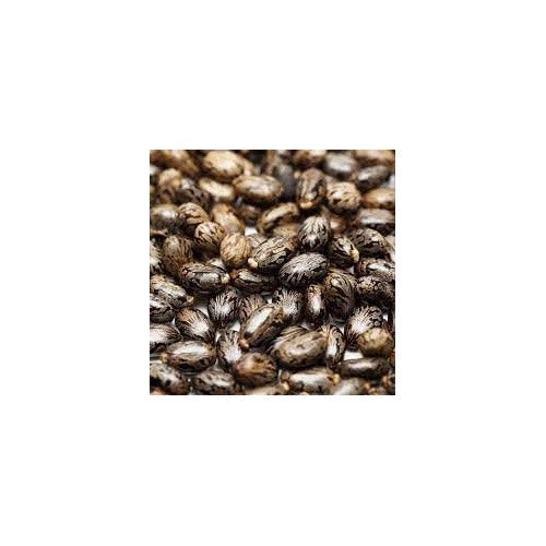 Castor Bean Plant Seeds for Planting [neera-v5-f0c9fb3635edc54988f5]