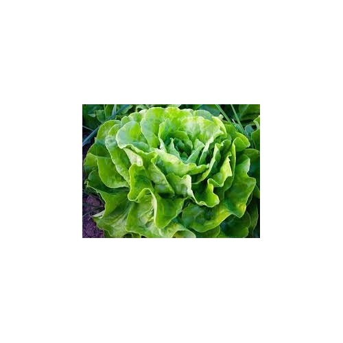 Salad Bowl Lettuce Seeds for Planting [neera-v5-f0d3c47360af8da234e5]