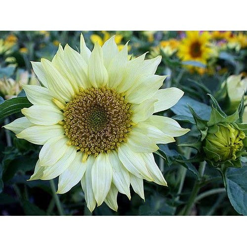 Heirloom Non-GMO Helianthus Flower Seeds for Planting [neera-v5-f0d4f22fec68d481f161]