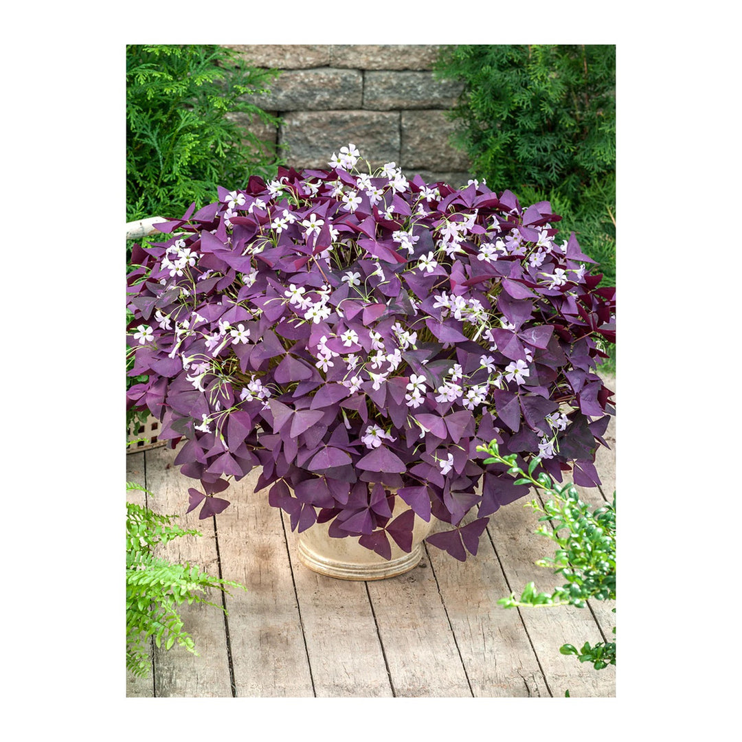 Red Purple Oxalis Shamrock Perennial Flower Flower Seeds for Home Garden Planting, Premium Organic [neera-v5-f0d7323a65bfee3ad090]