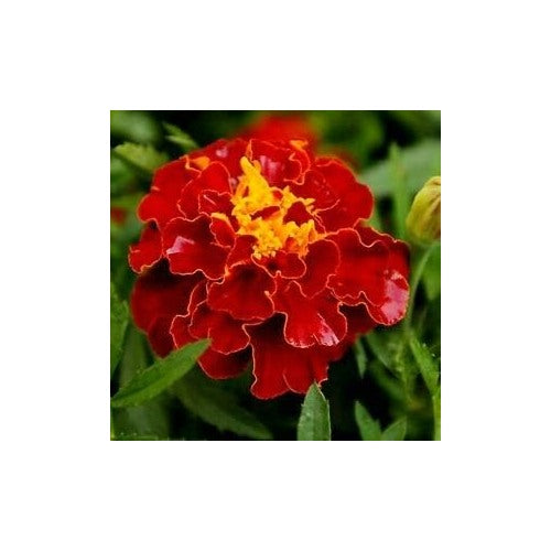 Organic Red Marigold Flower Seeds for Planting [neera-v5-f0d793232794610fd43d]