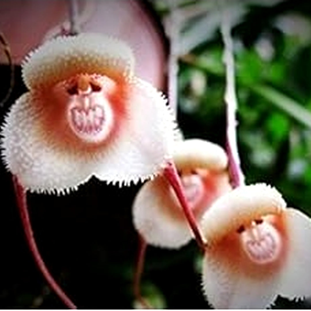 White Orange Orchid Seeds for Planting | Organic, Heirloom, Non-GMO Flower Seeds [neera-v5-f0ee737654bb20ace9d2]