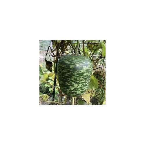 Apple Gourd Fruit Seeds for Planting [neera-v5-f0f194230c65800cef29]