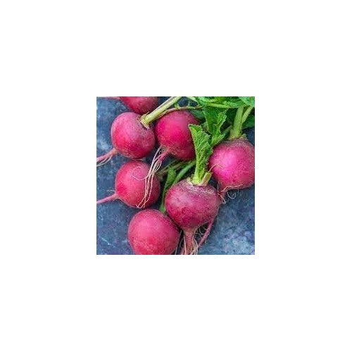 Radish Cherry Belle Seeds [neera-v5-f102e75f633d84ef28f0]
