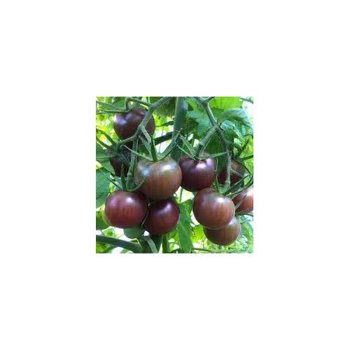 Heirloom Black Tomato Vegetable Seeds for Planting [neera-v5-f1064ec168b047fe3b19]