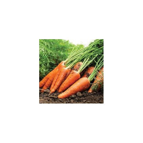 Kuroda Carrot Seeds for Planting [neera-v5-f11587b8c15b80dd1c8b]