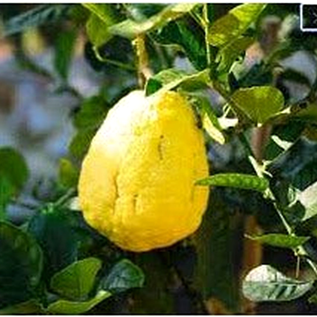Yellow Citron Citrus Plant Seeds [neera-v5-f11b6ae2695a1ce8f231]