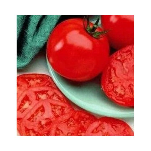 Tomato Manalucie Lycopersicon Esculentum Heat Tolerant Garden Plant Heirloom Non Gmo Flower Seeds [neera-v5-f12037aa4b49cb4ec9a0]