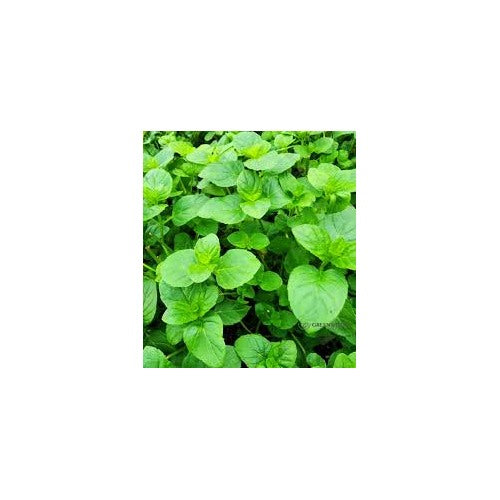 Orange Mint Seeds [neera-v5-f1211c7f9f5bad02dd31]