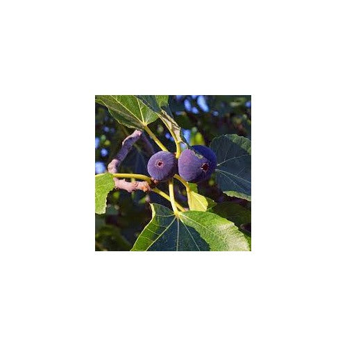 Purple Figs Fruit Seeds for Growing [neera-v5-f129d21492cc6a088316]