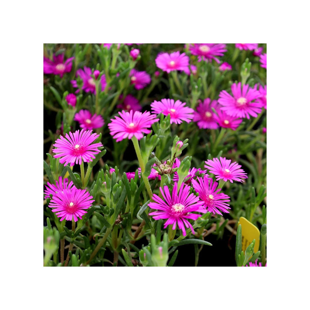 Pink Heirloom Non Gmo Table Mountain Flower Colorful Rock Gardens And Outdoor Planting Flower [neera-v5-f12f85c6448b37ae7189]