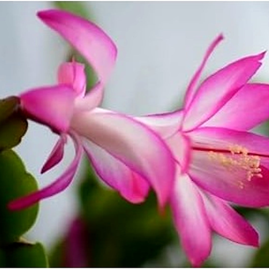 White Pink Zygocactus Truncatus Flower Seeds [neera-v5-f12fdf6265989b7af7f9]