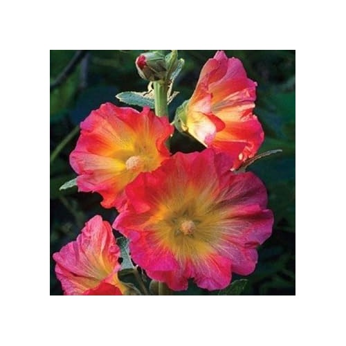 Mixed Hollyhock Flower Planting Seeds for Garden [neera-v5-f13599537391c6302ad7]