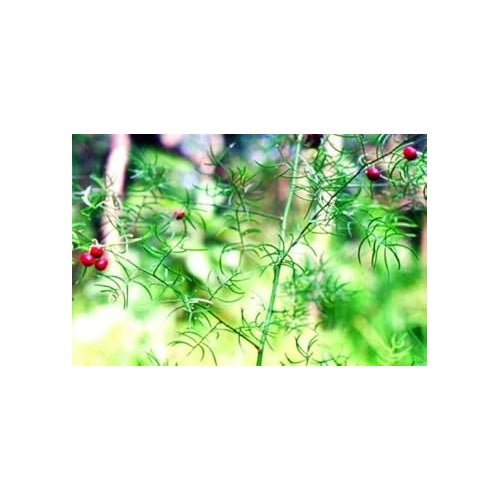 Green Wild Asparagus Vegetable Seeds for Planting, heirloom & Non-GMO Seeds [neera-v5-f1452ba74451220496f8]