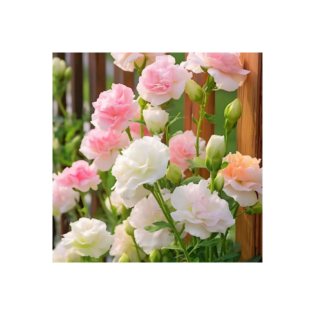 Bonsai Lisianthus Eustoma Grandiflorum Flower For Planting In Indoor Pots And Balcony Displays [neera-v5-f1465e697a38ced8948a]