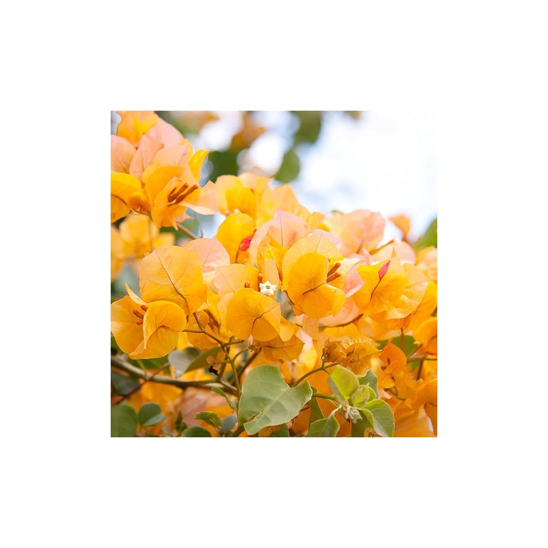 Bougainvillea Bougainvillea Spectabilis Flower For Planting In Sunny Backyard Gardens Flower Seeds [neera-v5-f149f03e06ae8ec27dfc]