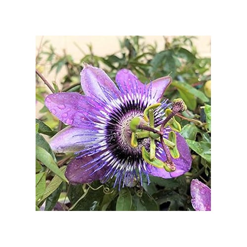 Light Violet Passion Flower Seeds [neera-v5-f152cc97df71af718d86]