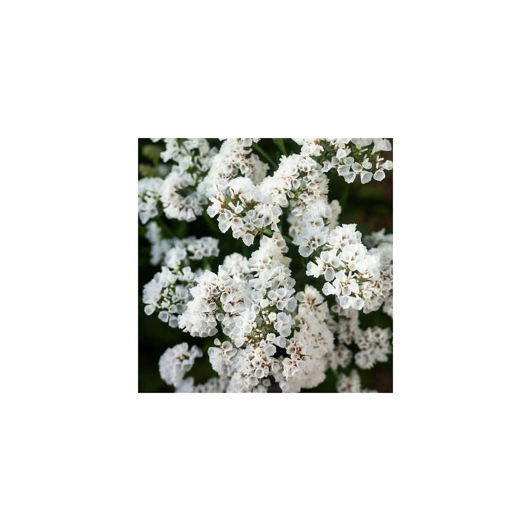 White Heirloom Non Gmo Limonium Sinuatum Iceberg Flower For Planting Everlasting Blooms Flower [neera-v5-f15786a26b75b899d0a7]
