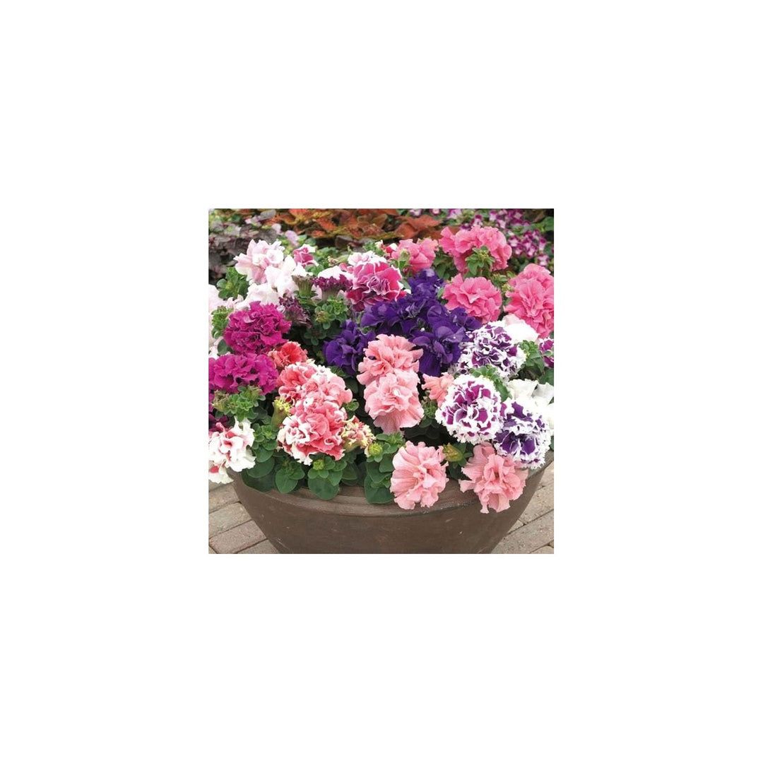 Hanging Petunia Multicolor Balcony Flower Flower Seeds for Home Garden Planting, Premium Organic [neera-v5-f15e2fbf17b109926876]