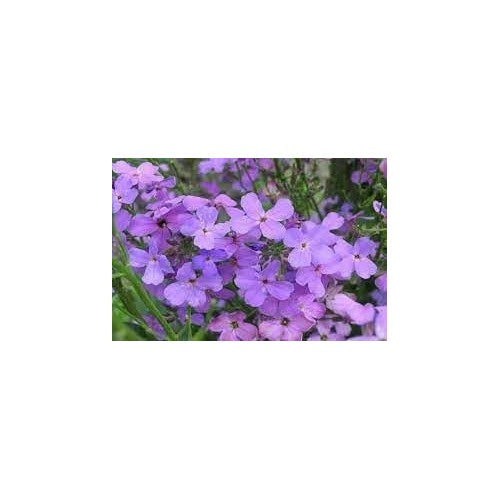 Organic Bicornis Flower For Planting Heirloom Non Gmo Flower Seeds for Home Garden Planting, [neera-v5-f162778468dc08c1e39f]