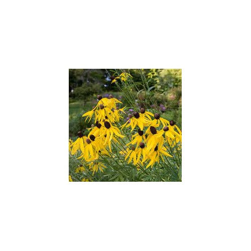 Yellow Echinacea Flower Seeds for Planting [neera-v5-f1726aeb8c65b1676158]