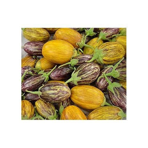 Mixed Udumalpet Eggplant Vegetable Seeds for Planting [neera-v5-f17ddba24804a10150ed]