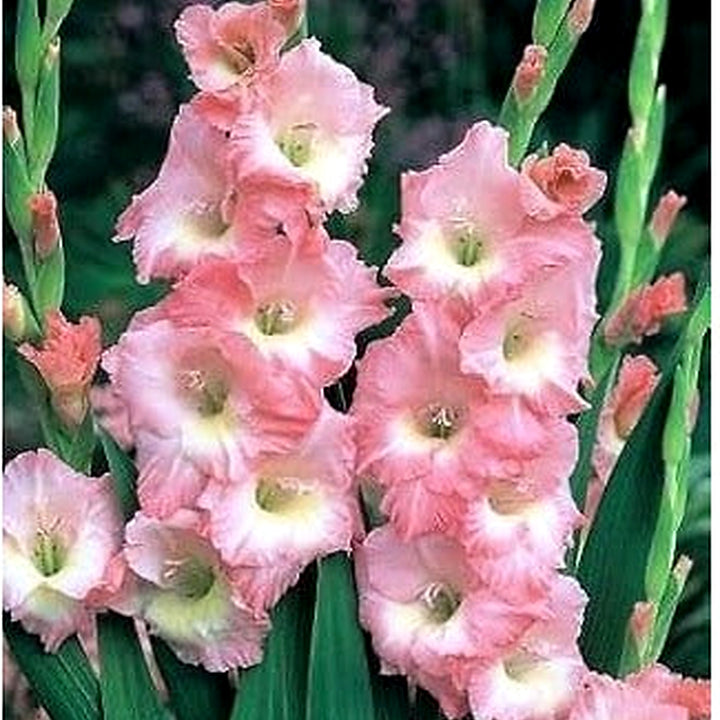 Baby Pink Gladiolus Flower Seeds for Planting [neera-v5-f1895db491d37c950970]