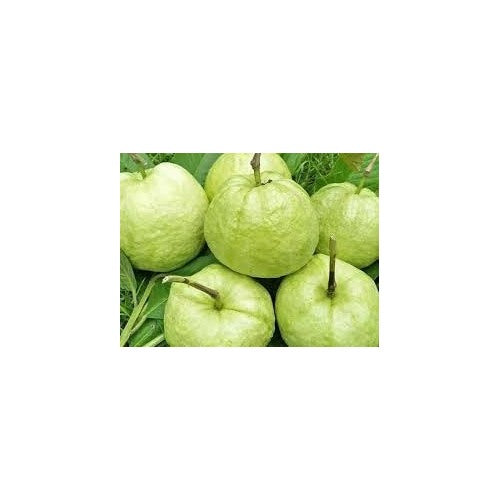 Crystal Guava (Indonesia) Fruit Seeds for Planting [neera-v5-f18b4f7731cbc2777538]