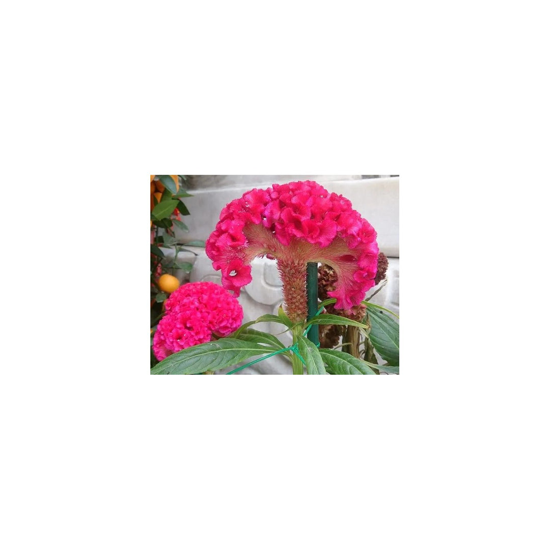 Pink Dark Celosia For Planting Non Gmo Flower Seeds for Home Garden Planting, Fragrant Organic [neera-v5-f1a2309f10cc8a087d5d]
