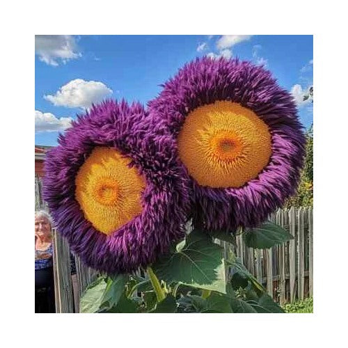 Yellow Purple Enchanting Giant Teddy Bear Sunflower Planting Heirloom Non Gmo Flower Seeds [neera-v5-f1a7aa29c9b133195526]