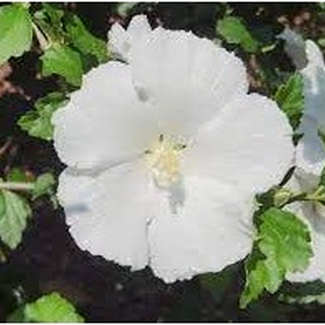 White Sharon Rose Plant Seeds for Planting [neera-v5-f1a9d6d5704e6c3b30d6]