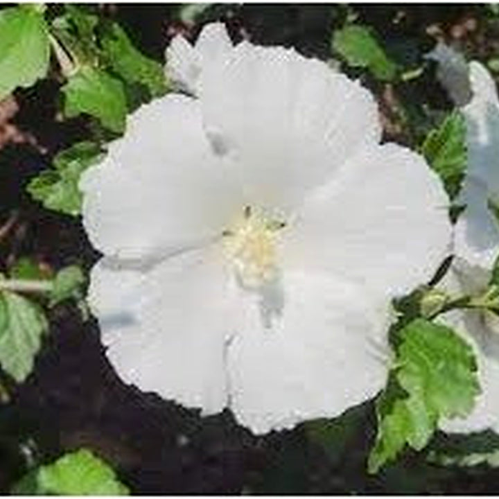 White Sharon Rose Plant Seeds for Planting [neera-v5-f1a9d6d5704e6c3b30d6]