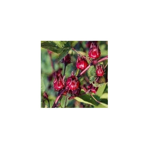 Passion Fruit Seeds for Planting | Heirloom Non-GMO Organic Seeds for Tangy, Refreshing Fruits [neera-v5-f1b04013f02d8c90cbb2]