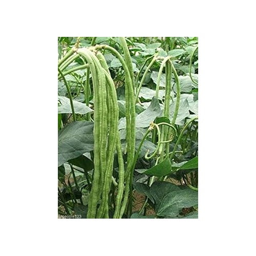 Green Asparagus Bean Seeds for Planting [neera-v5-f1b4131e253b10fdcd66]