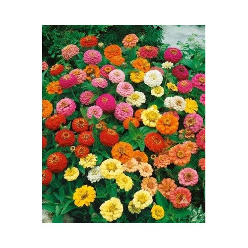Zinnia Mixed Heirloom Flower Planting Colorful Flower Butterfly Non Gmo Easy To Grow Annual [neera-v5-f1b9dcf3aec72dcba149]
