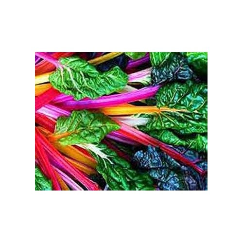 Swiss Chard Rainbow Seeds [neera-v5-f1bb077bdd30dca6015d]