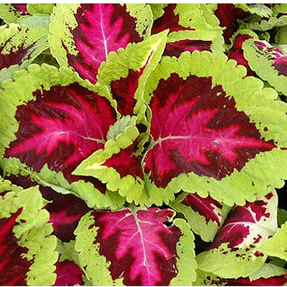 Heirloom Coleus kong rose Plant Seeds for Planting [neera-v5-f1d5c956a06f9ca9fab8]