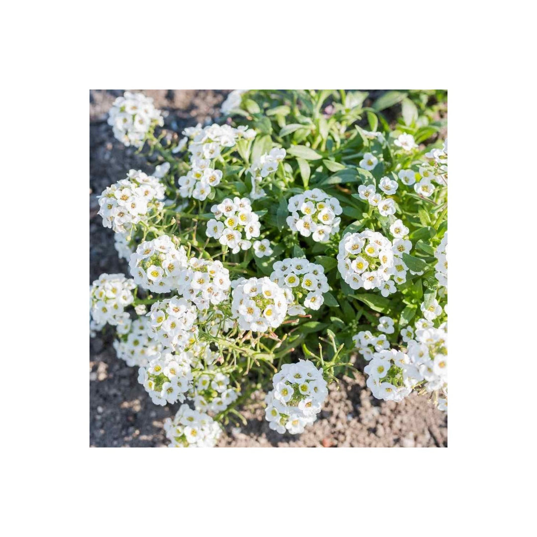 Heirloom Non Gmo Lobularia Flower Fragrant Ground Cover And Cottage Garden Planting Flower [neera-v5-f1e07d9dadad0f28c885]