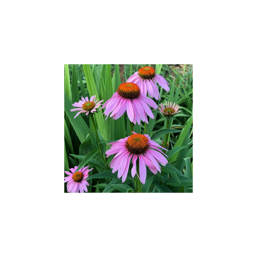 Purple Coneflower Heirloom Non Gmo Flower For Pollinator Friendly Garden Planting Flower Seeds for [neera-v5-f1e5bd3af5bf671497db]