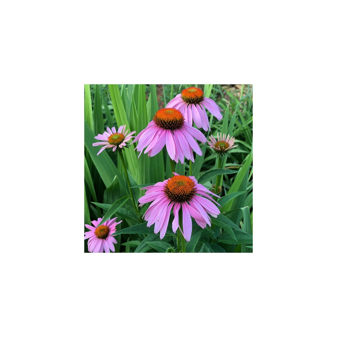 Purple Coneflower Heirloom Non Gmo Flower For Pollinator Friendly Garden Planting Flower Seeds for [neera-v5-f1e5bd3af5bf671497db]