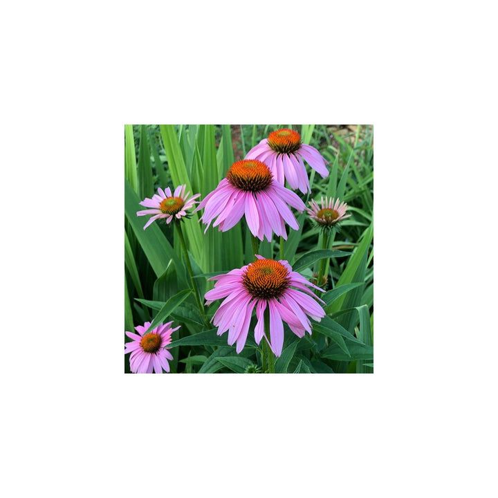Purple Coneflower Heirloom Non Gmo Flower For Pollinator Friendly Garden Planting Flower Seeds for [neera-v5-f1e5bd3af5bf671497db]