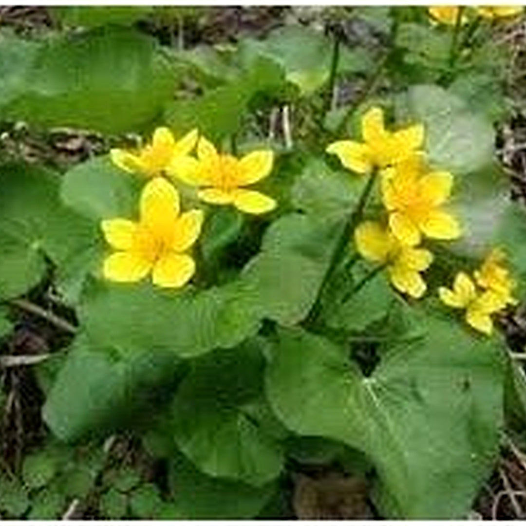 Caltha Palustris Flower For Planting Non Gmo Flower Seeds for Home Garden Planting, Landscape [neera-v5-f1ea1b17cc72953757f6]
