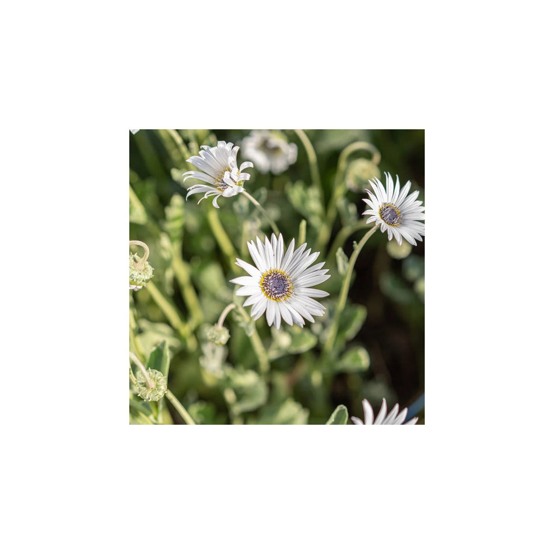 White Heirloom Non Gmo Arctotis Flower Elegant Garden Displays And Outdoor Planting Flower [neera-v5-f1ea8c554f149f74d624]